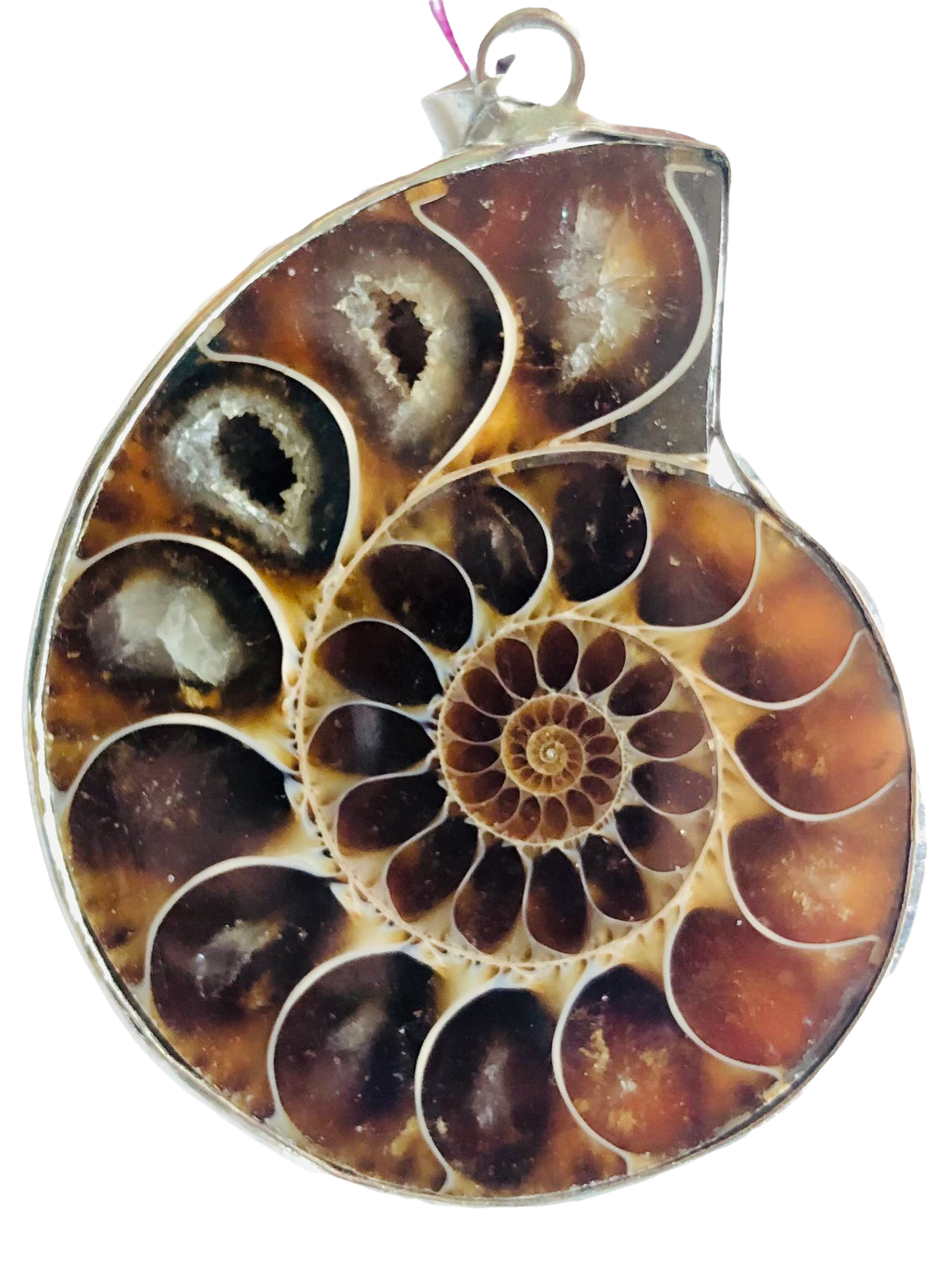 Nautilus Ammonite  & Sterling 925 silver